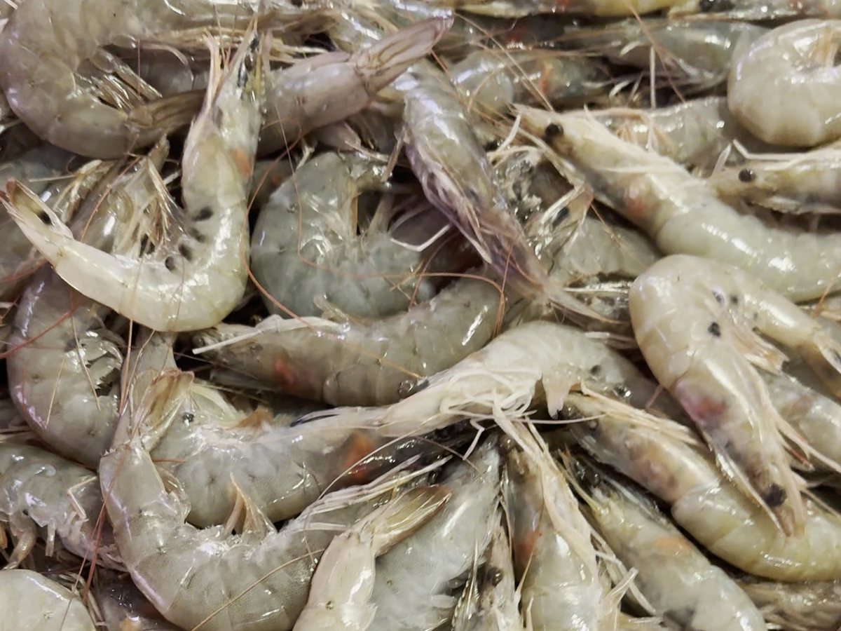 Crevettes sur l'étal d'une poissonnerie