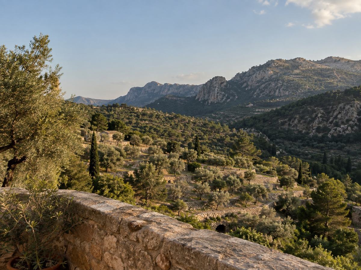 Oliviers en terrasses et montagnes, dans l'arrière-pays