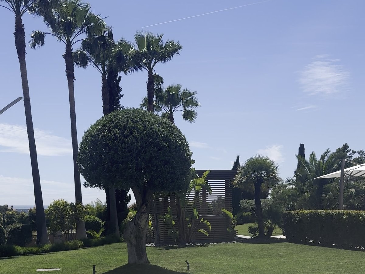 Jardin méditerranéen et terrasse dallée, sous les palmiers